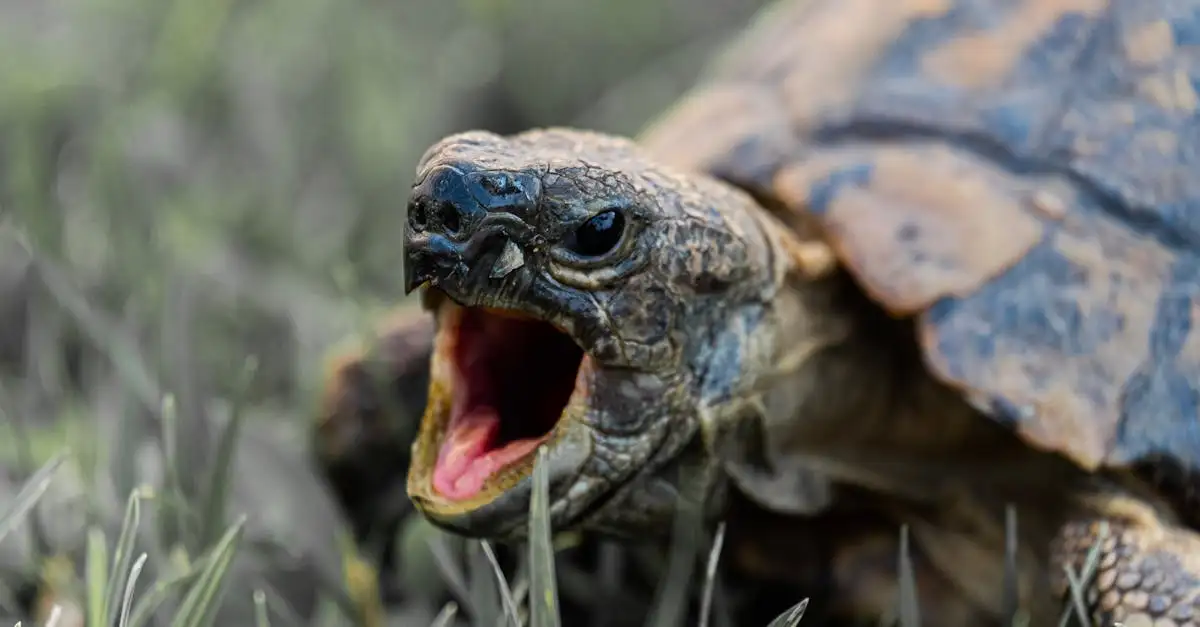 ¿Cómo protegen las tortugas a sus crías de los depredadores?