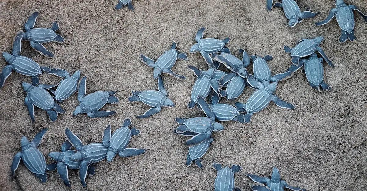 ¿Cómo protegen las tortugas a sus crías de los depredadores?