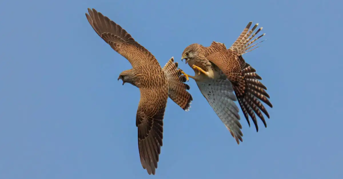 ¿Cómo se han utilizado halcones y águilas en cetrería?