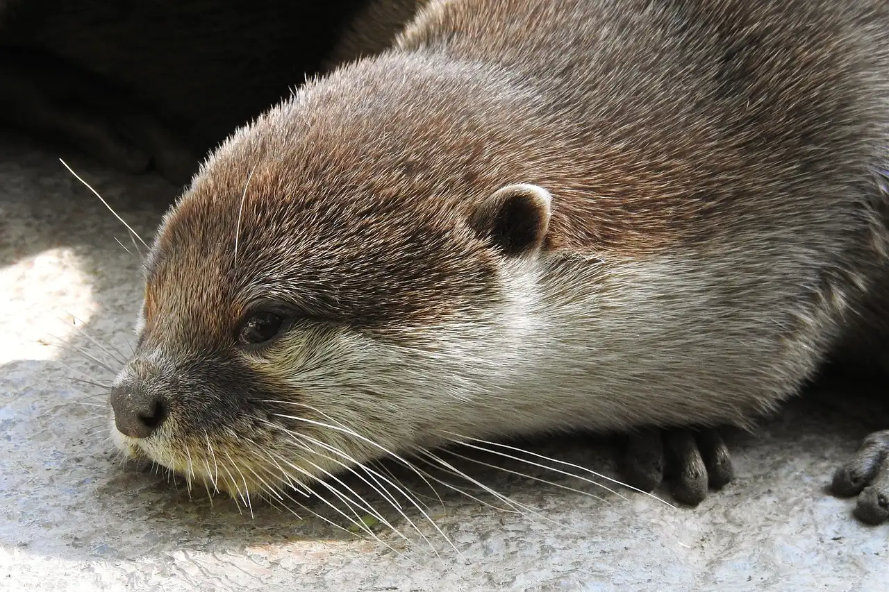 ¿Cuál es el significado de la nutria en la mitología?