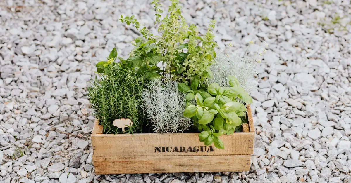 ¿Cuáles son las 3 especialidades culinarias más populares de Nicaragua?