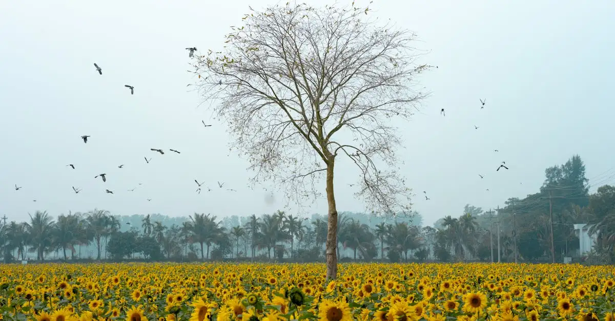 ¿Cuáles son las aves más importantes para la agricultura?