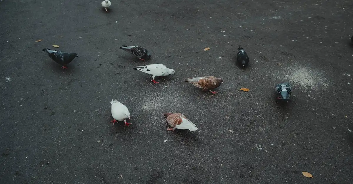 ¿De qué manera influye el pico en la alimentación de las aves?