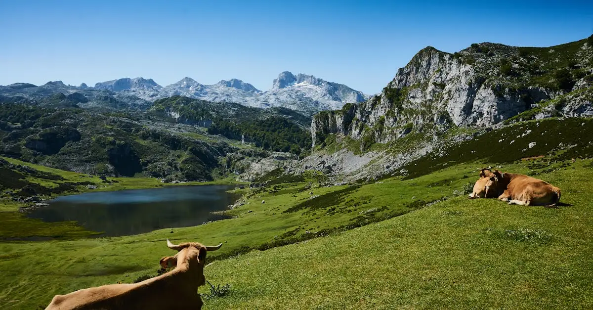 ¿Dónde se encuentran los Picos de Europa en España?