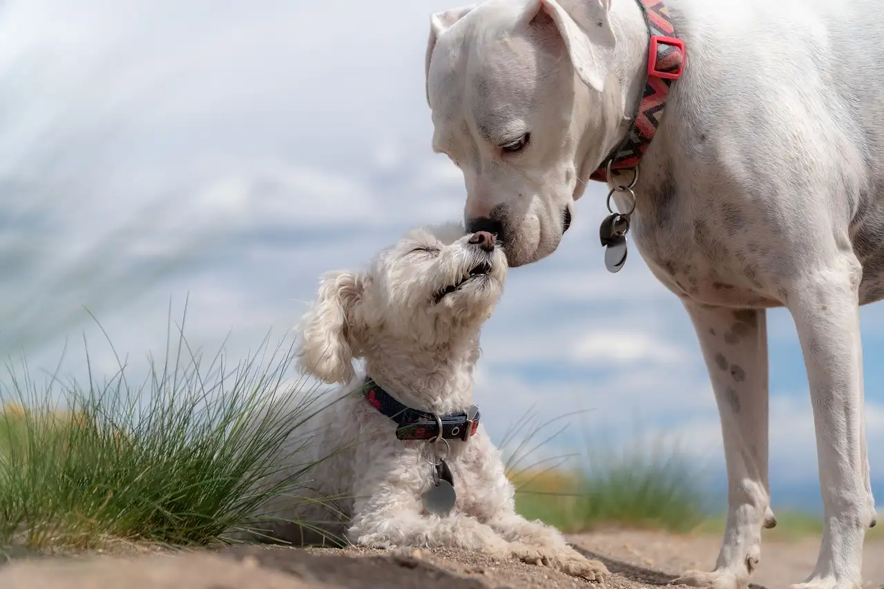 ¿Es crucial el ejercicio regular para la salud de los perros?