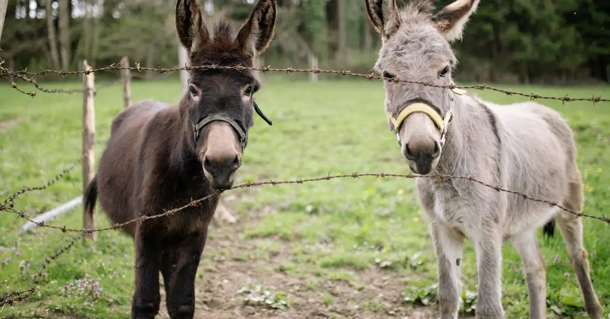 ¿Fueron caballos y burros los primeros medios de transporte?