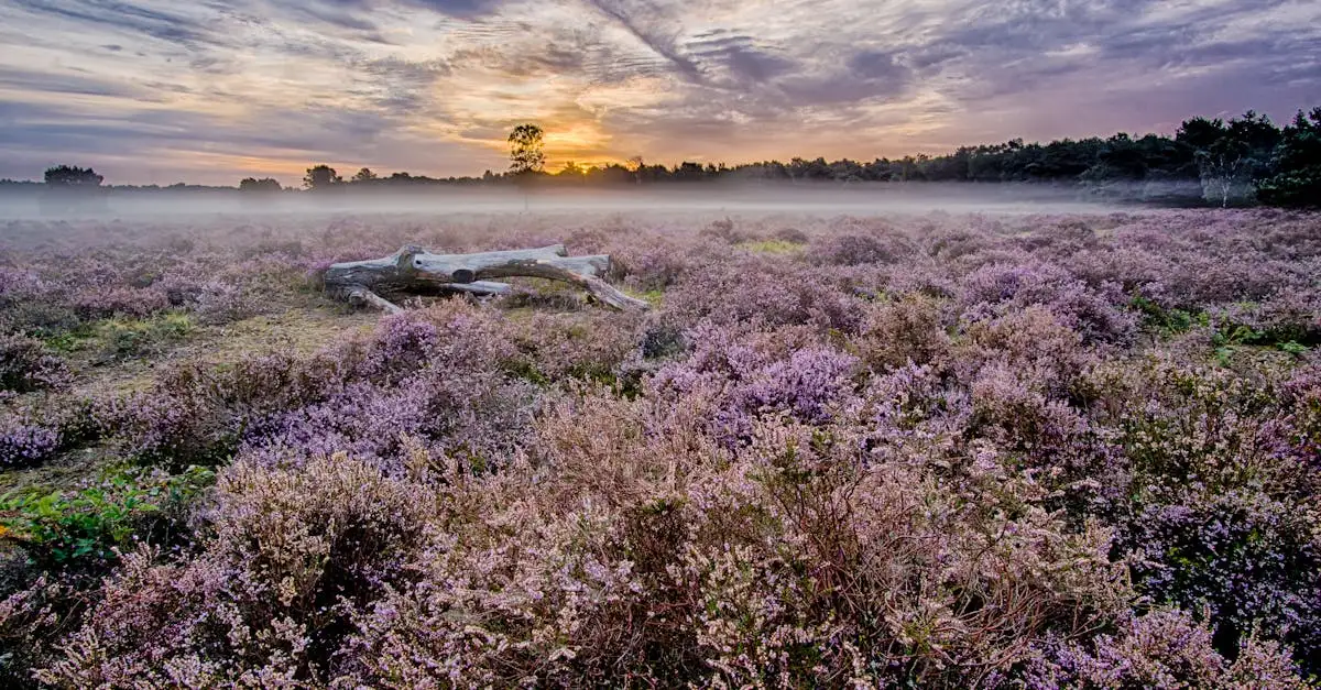 ¿Hay cápsulas de lavanda en los Países Bajos como en Alemania?