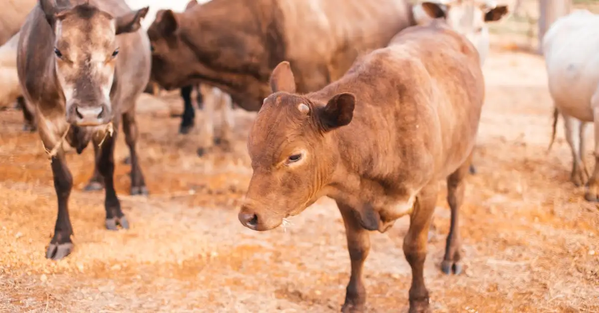 ¿Las vacas pueden reconocerse entre sí? Descúbrelo aquí.
