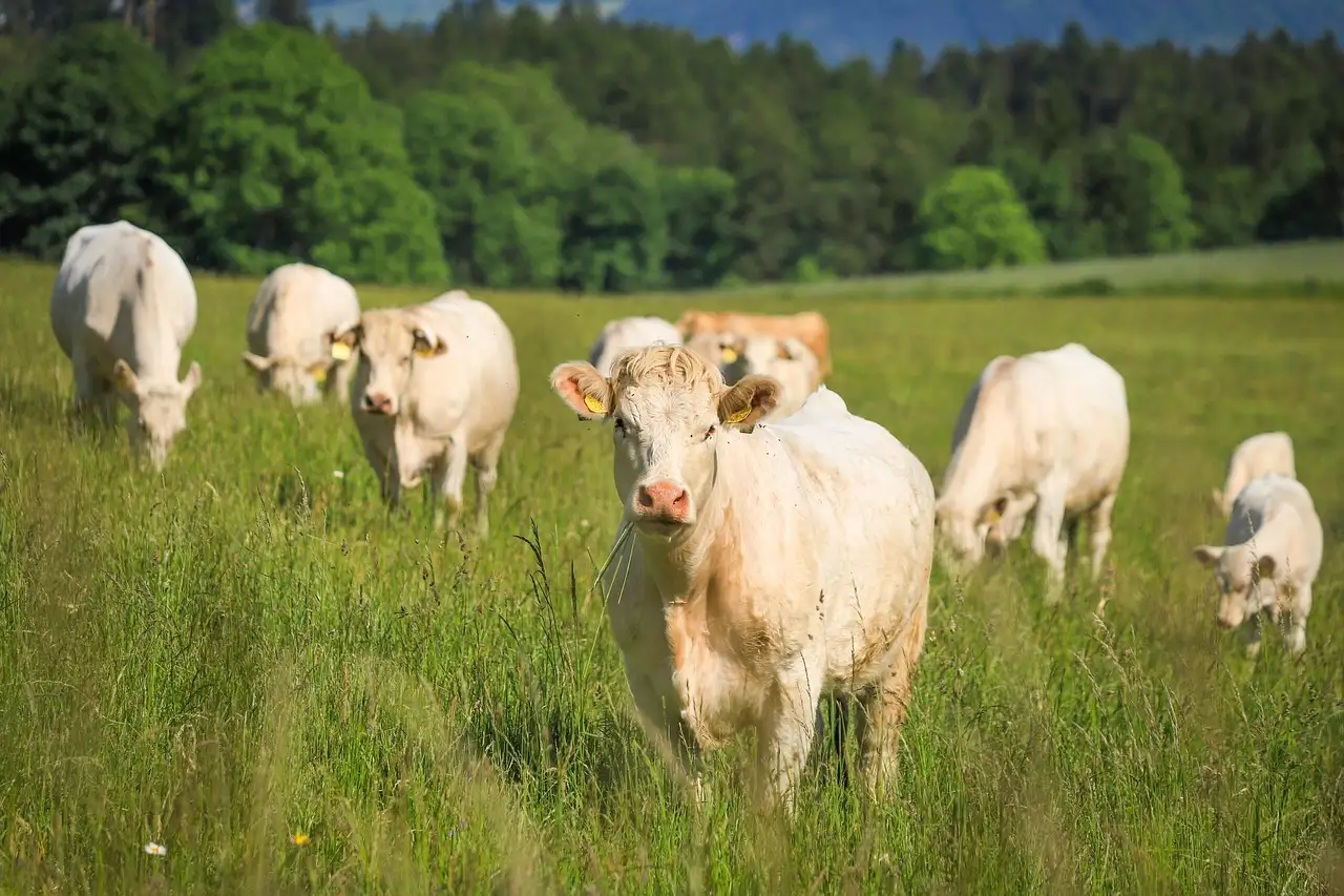 ¿Las vacas pueden reconocerse entre sí? Descúbrelo aquí.