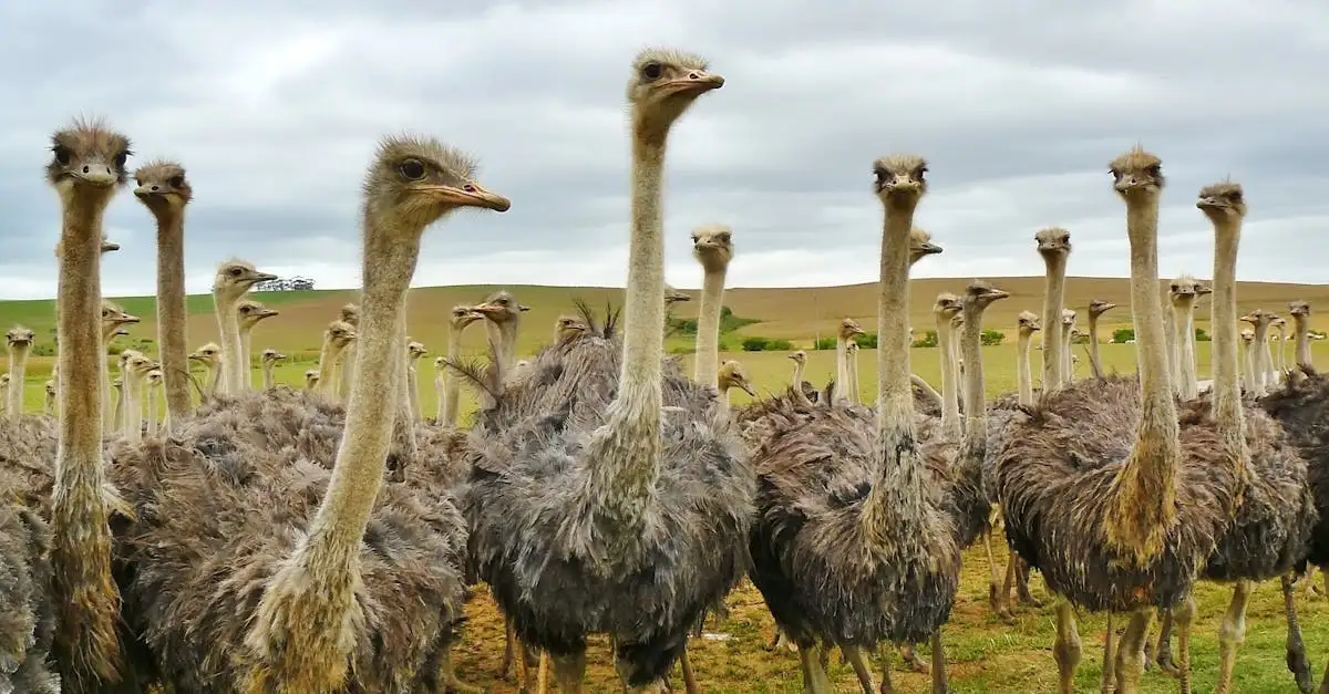 ¿Por qué los avestruces son las aves más grandes del mundo?
