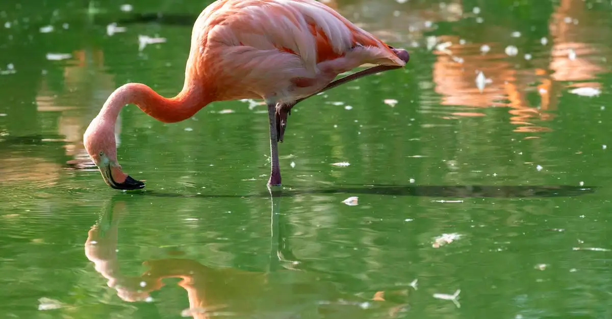 ¿Qué aves forman grandes colonias como los flamencos?