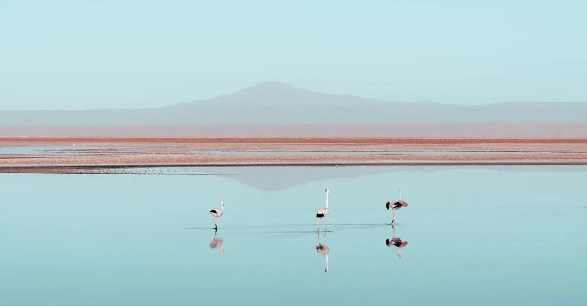 ¿Qué aves forman grandes colonias como los flamencos?