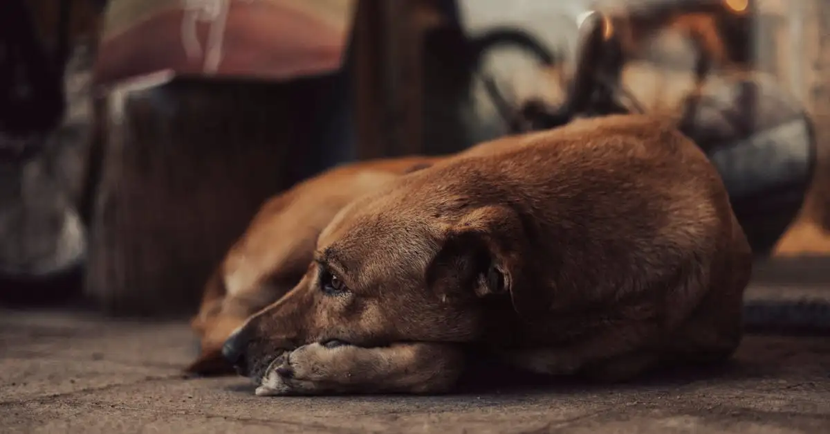 ¿Qué simbolizaban los perros en el antiguo Egipto?