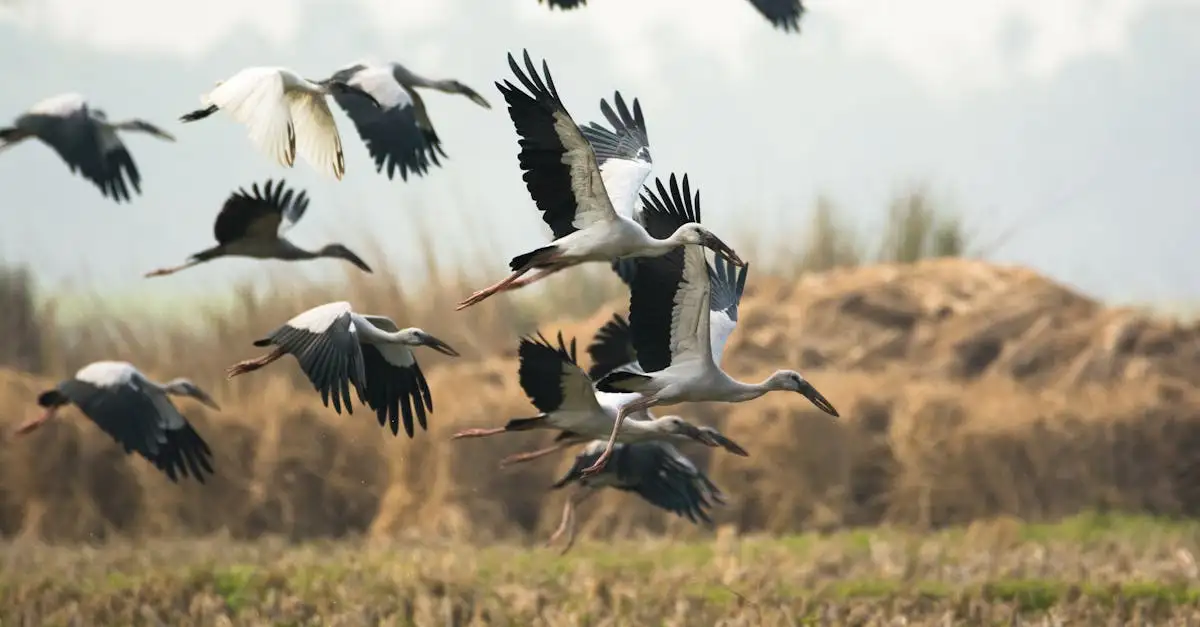 ¿Qué tecnologías ayudan a seguir la migración de aves?