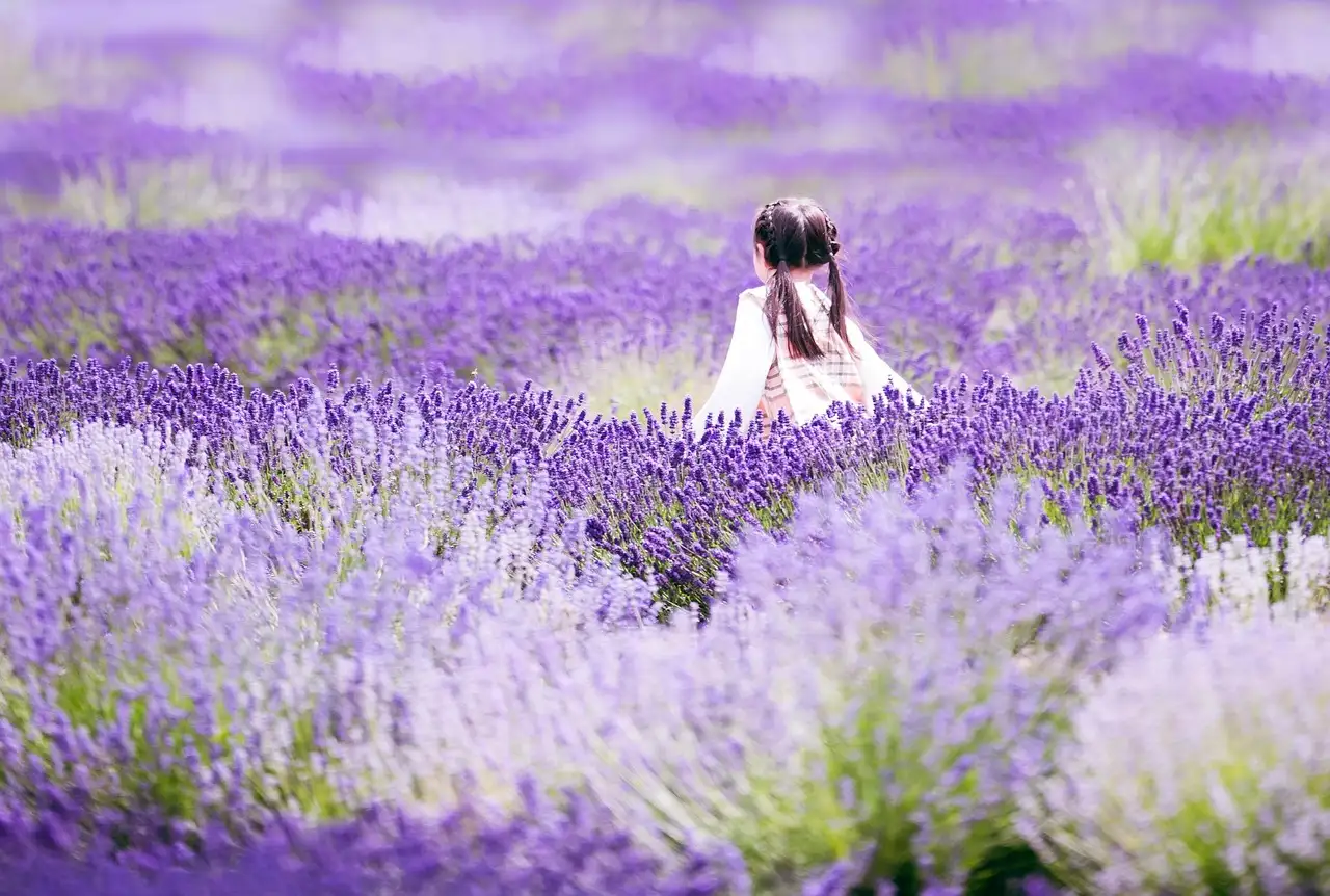 ¿Sachets de lavanda: cómo ahuyentar moscas eficazmente?