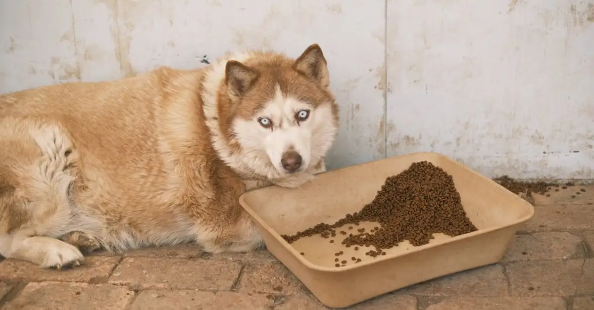 ¿Cómo adoptan los perros las organizaciones de acogida?