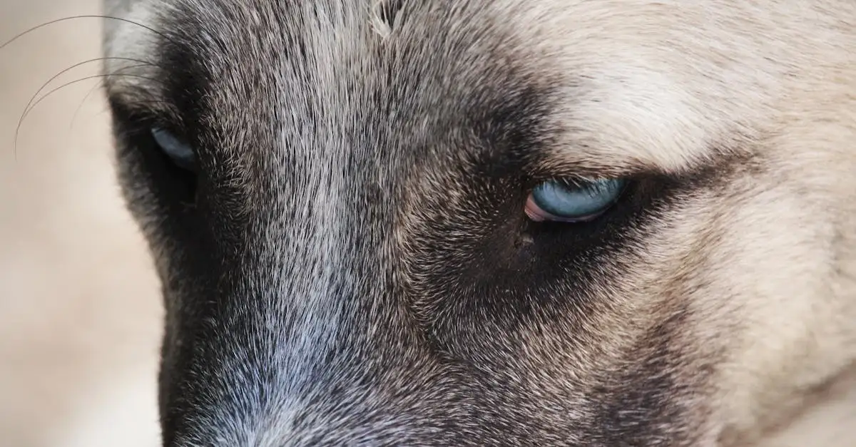 ¿Cómo perciben los perros nuestras emociones y sentimientos?