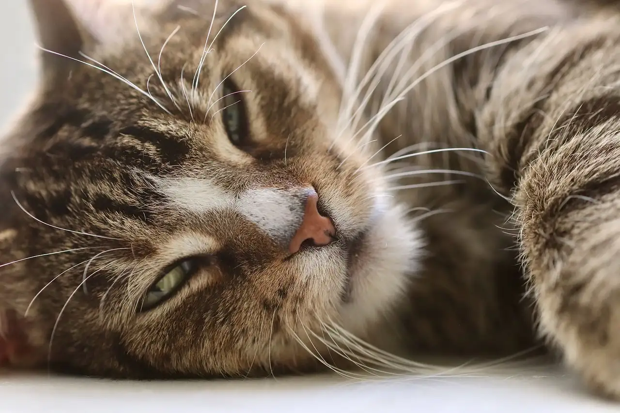 ¿Cuánto dura el celo en un gato macho? Descúbrelo aquí.