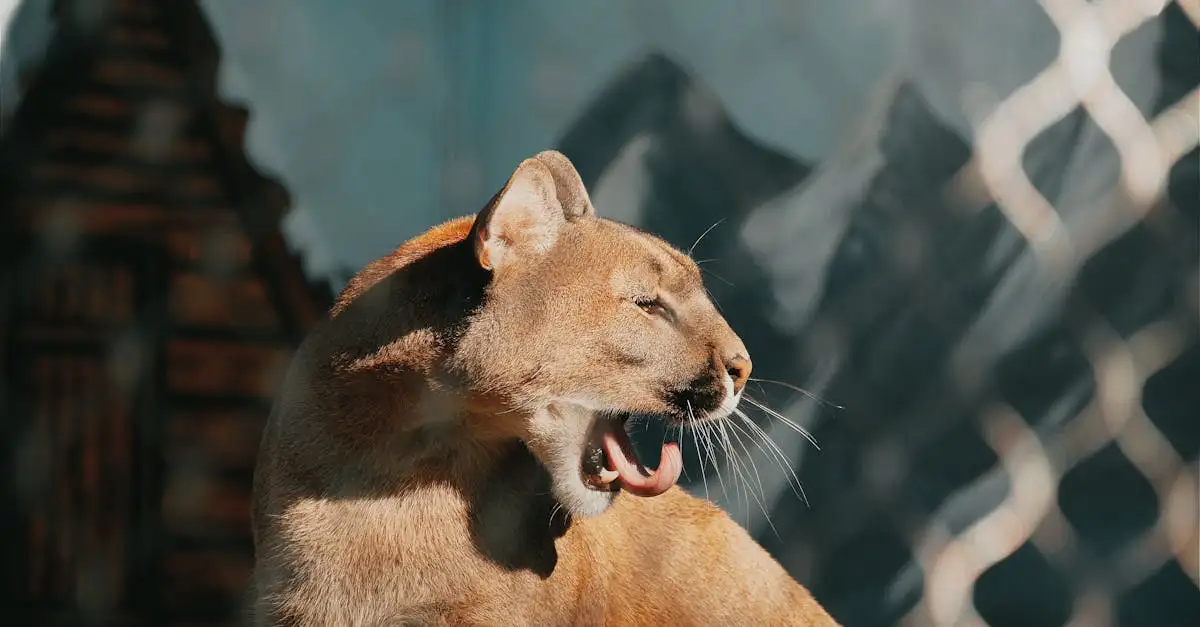¿De qué especie animal provienen nuestros gatos domésticos?