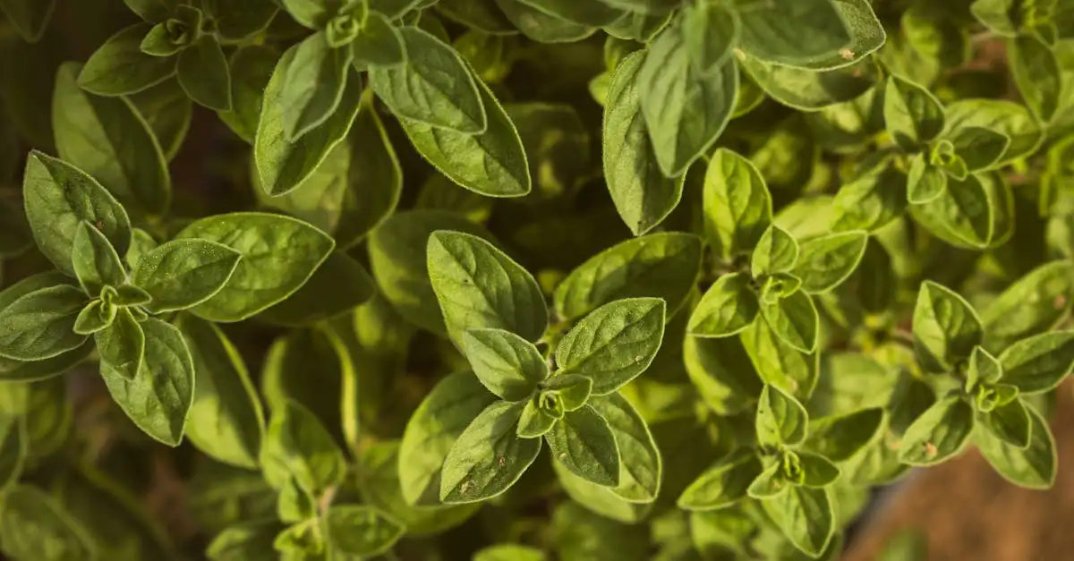 ¿La marjoram realmente ayuda a aliviar el estrés?