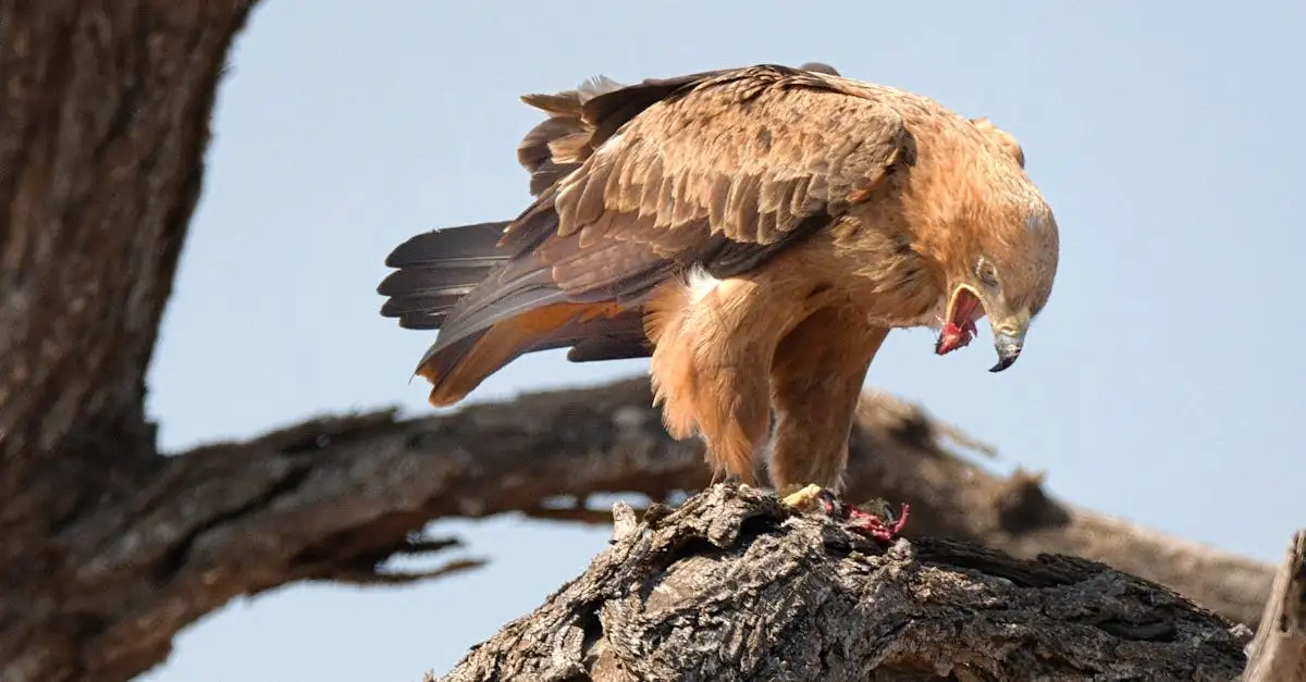 ¿Por qué águilas y halcones son cazadores tan eficientes?