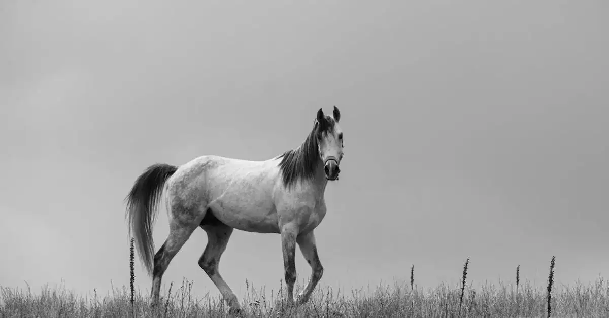¿Por qué Poseidón está asociado con los caballos?