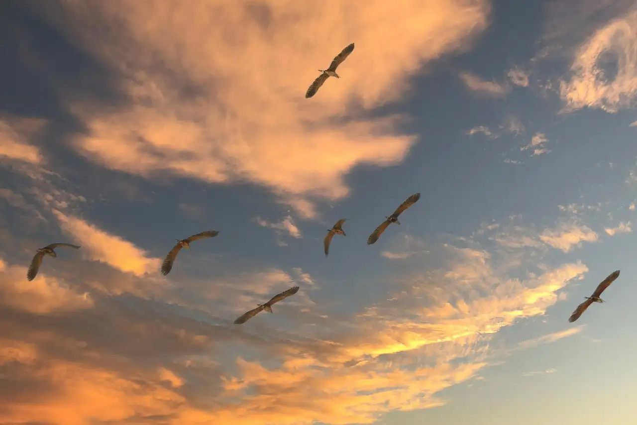 ¿Qué hace únicas a las aves migratorias? Descubre sus características.