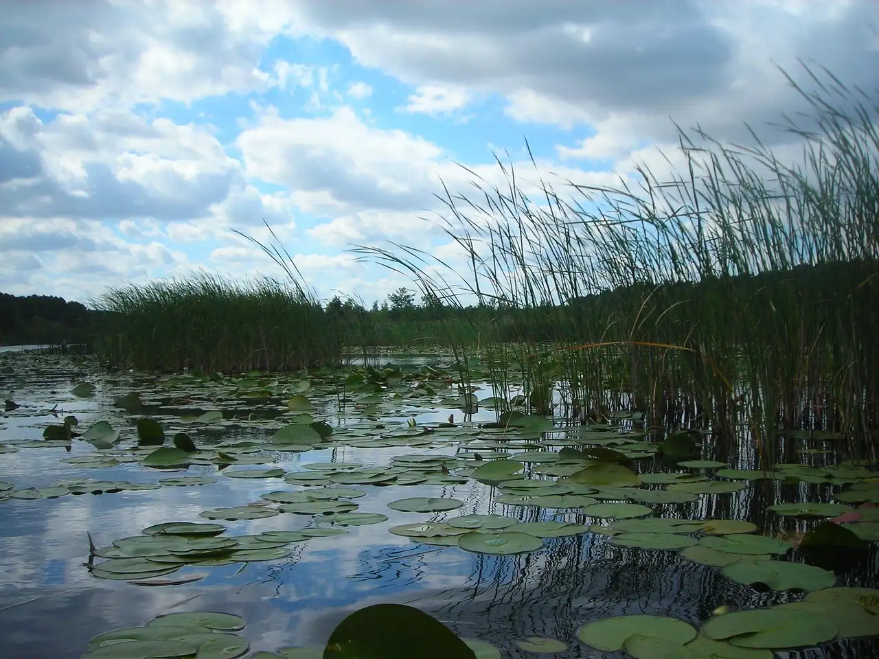 ¿Qué ver en el lago Müritz, Alemania? Descubre sus joyas.