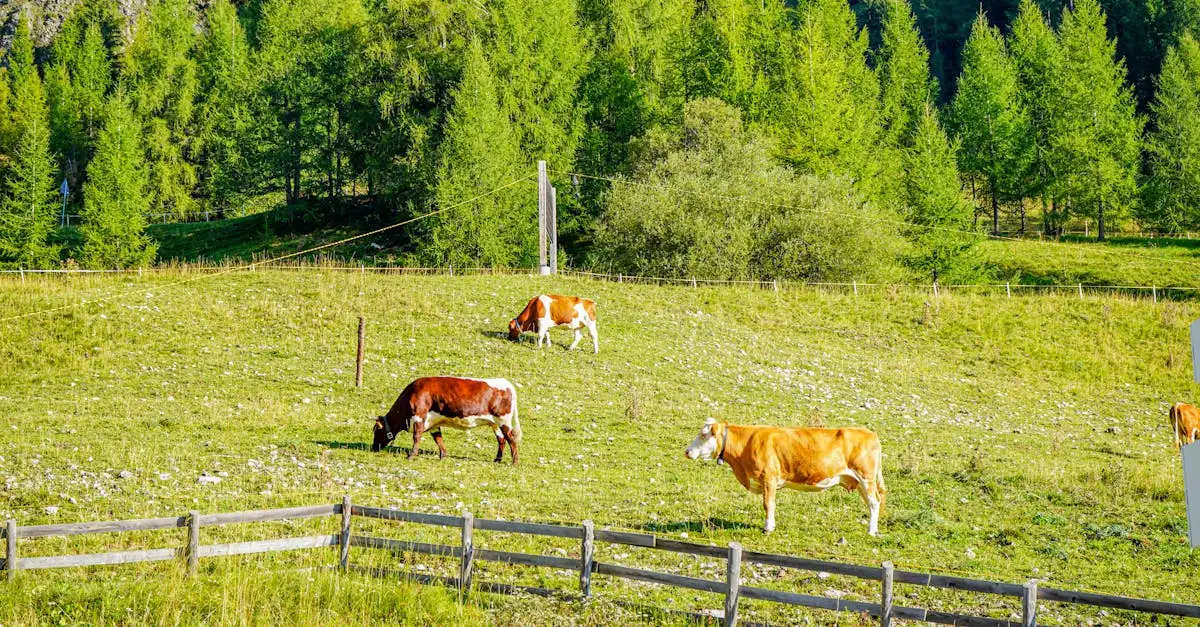 ¿Quién es Govinda, el guardián de las vacas sagradas?