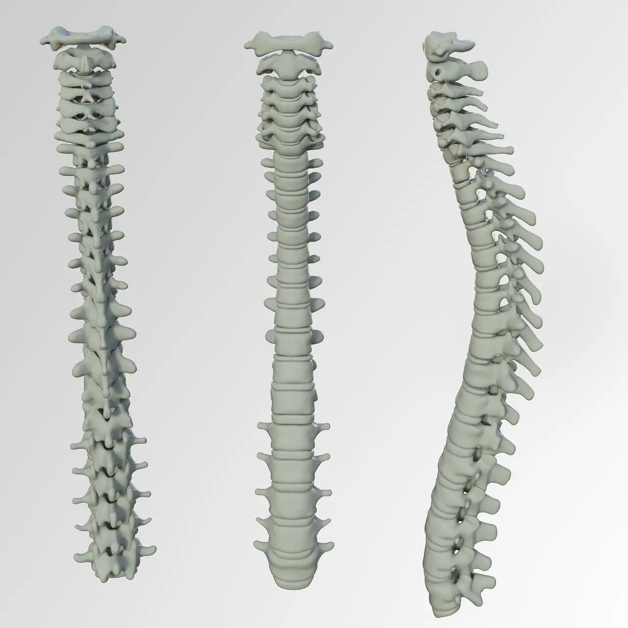 ¿A qué sistema de órganos pertenece la columna vertebral?