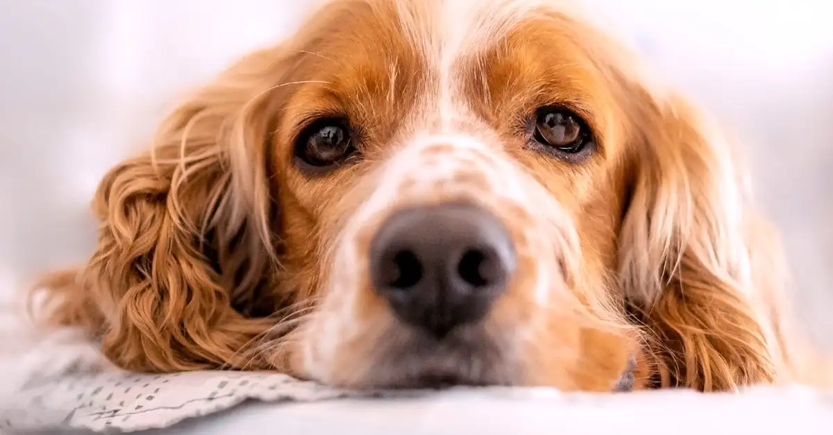 ¿Cómo afecta la cría selectiva la apariencia de los perros?