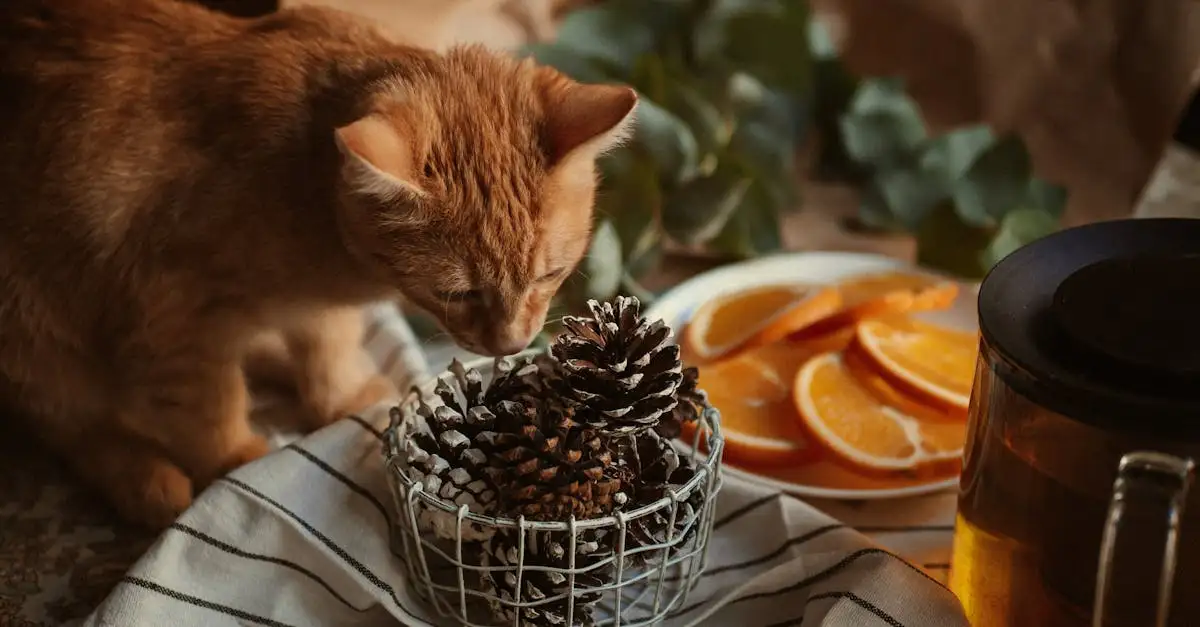 ¿Cómo responden los gatos a sonidos y olores? Descúbrelo aquí.