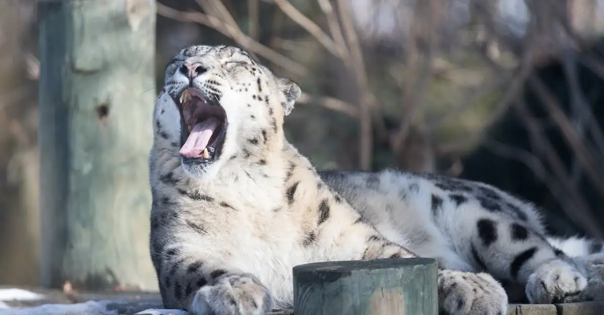 ¿Cómo se adaptan los gatos a diferentes climas?