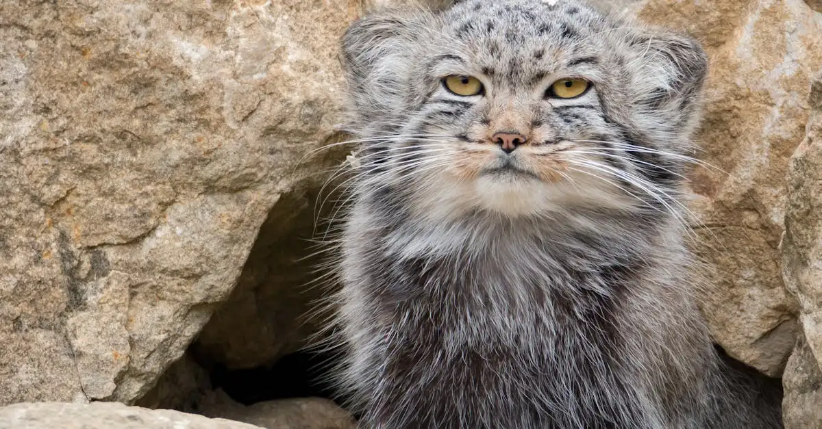 ¿Cómo se adaptan los gatos a diferentes climas?