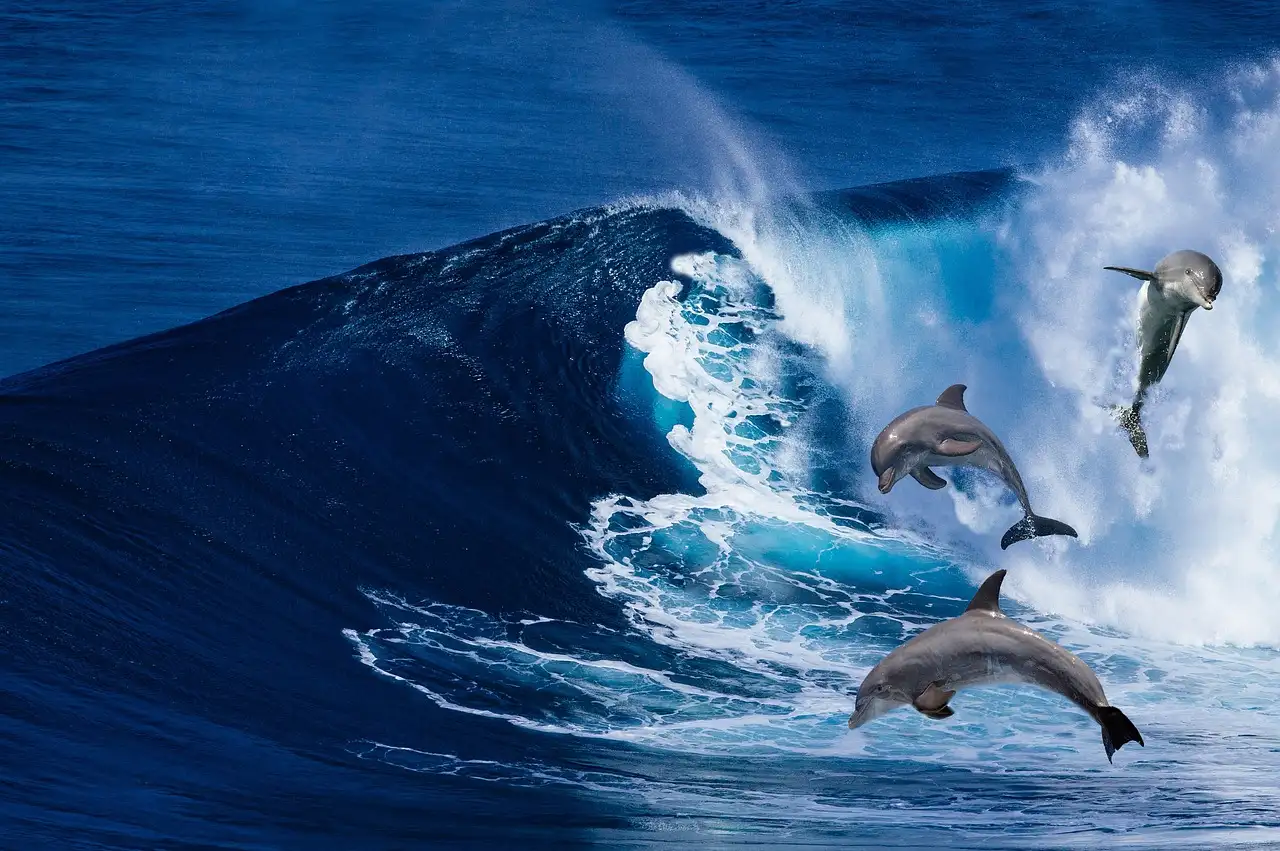 ¿Cómo se comunican los delfines de forma efectiva?