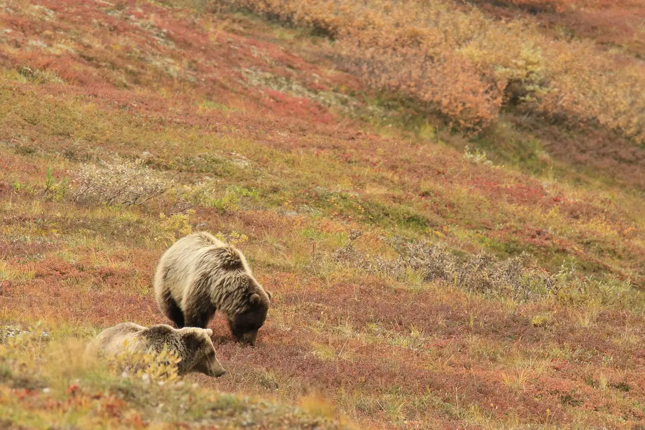 ¿Cómo usan los osos su olfato para encontrar comida?