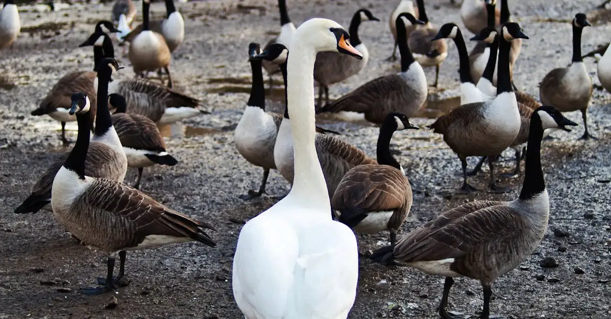 ¿Cuál es la diferencia entre cisnes y gansos? ¡Descúbrelo!