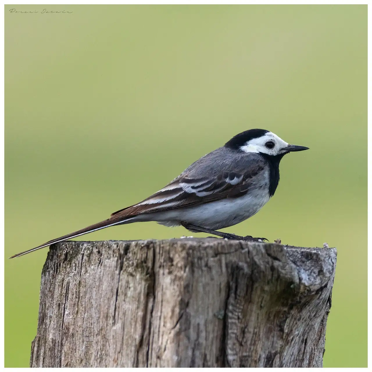 ¿Cuáles son las aves con los períodos de cría más largos?