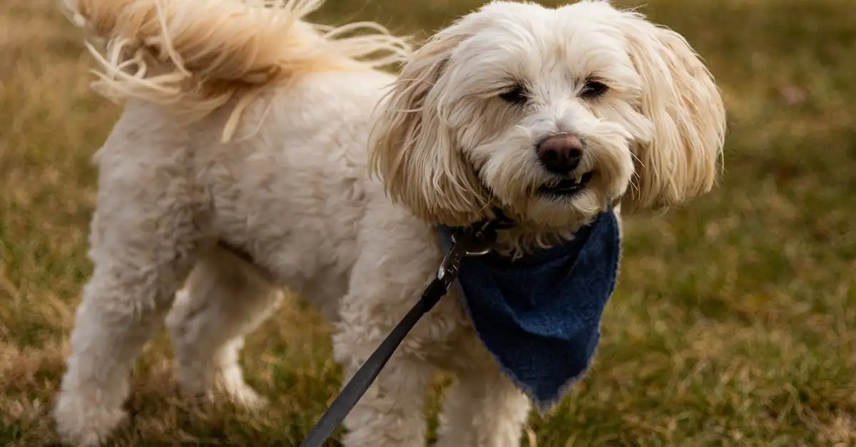 ¿Cuántos años puede vivir un shih tzu en promedio?