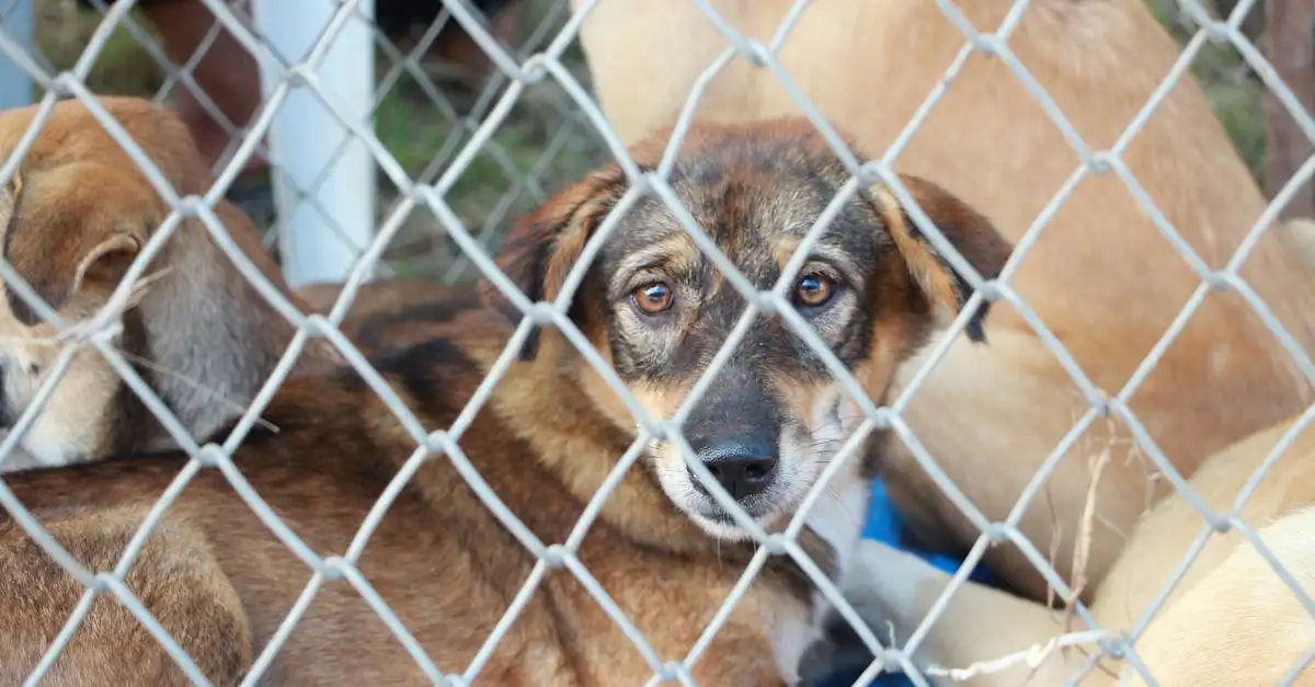 ¿De qué manera los perros combaten la soledad? Descúbrelo aquí.