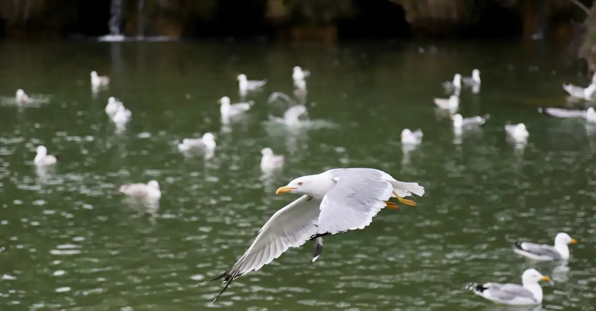 ¿Es posible que los pájaros duerman volando?