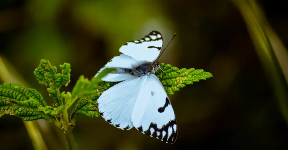 ¿Las mariposas pueden camuflarse con sus alas?