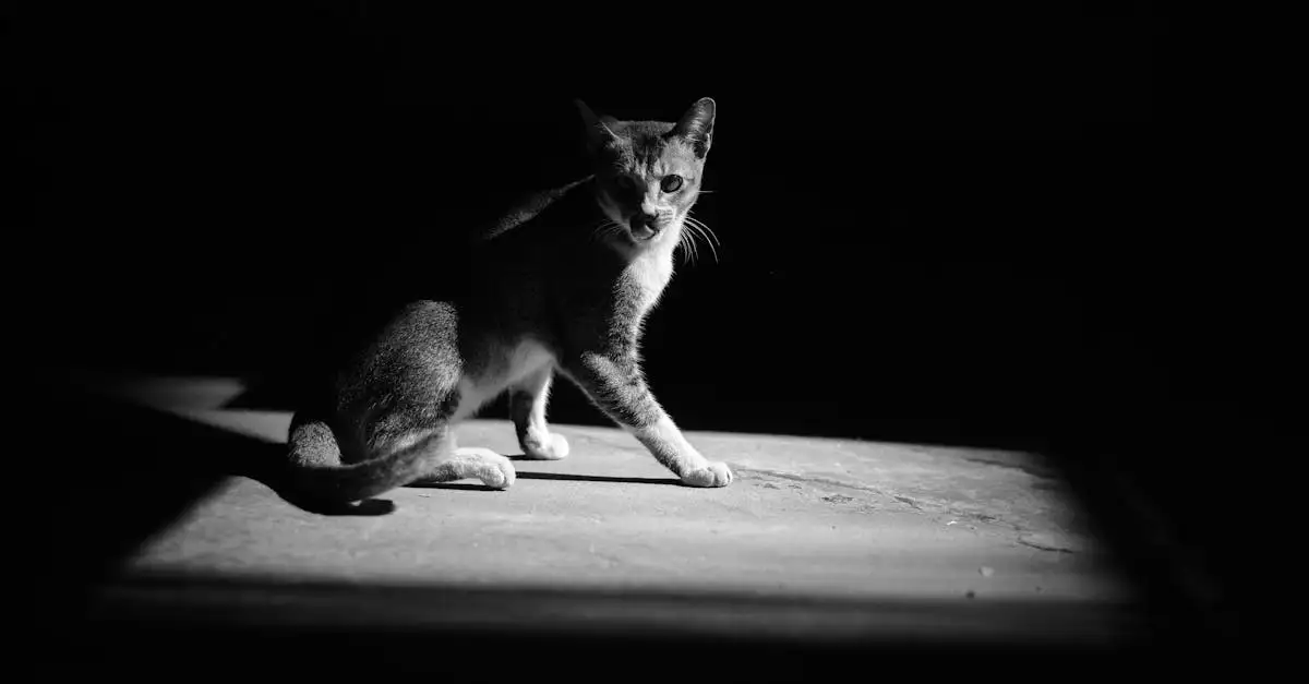 ¿Los gatos realmente ven bien en la oscuridad? Descúbrelo aquí.