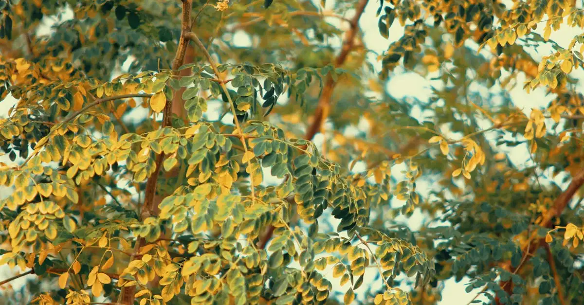 ¿Para qué sirve la moringa y cuáles son sus beneficios?