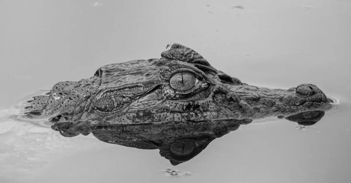 ¿Por qué es importante el Pantanal en Brasil?