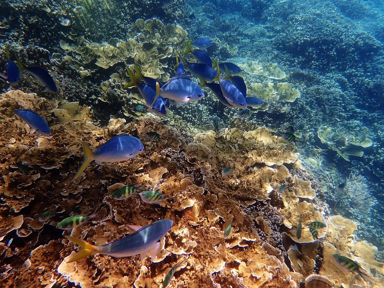 ¿Por qué es tan hermosa la Gran Barrera de Coral? Descúbrelo.