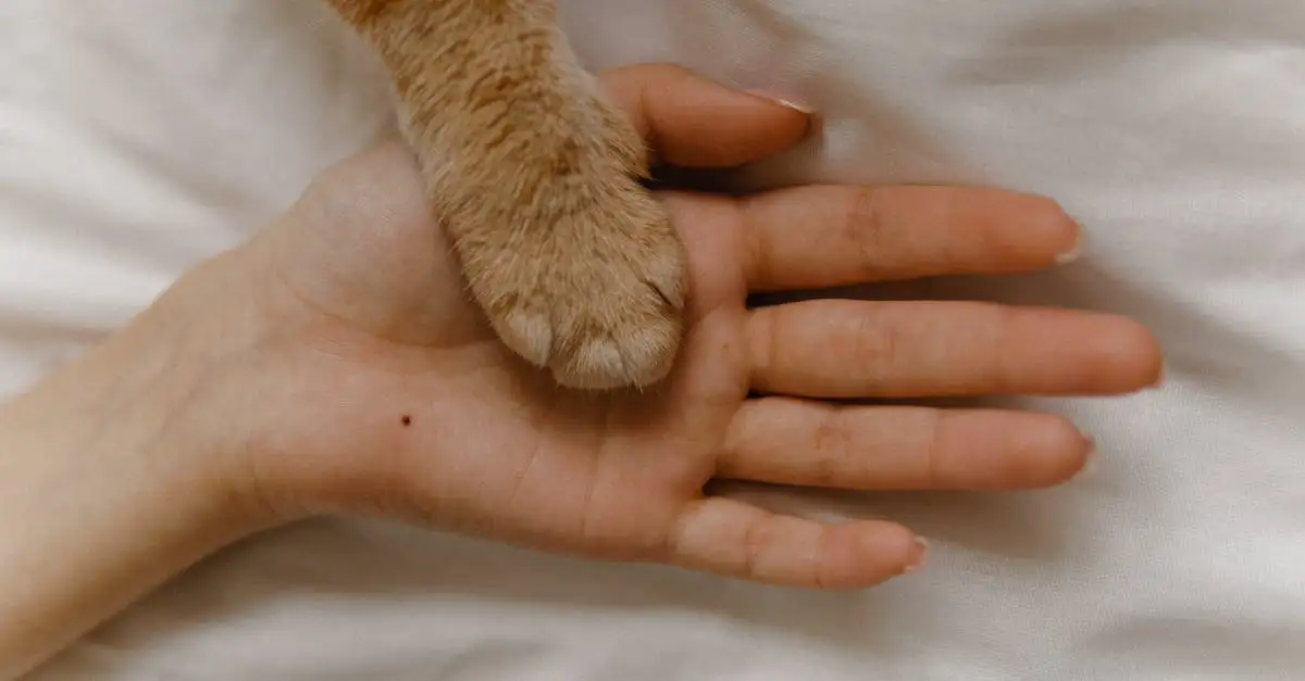 ¿Por qué los gatos son los mejores compañeros para ancianos?