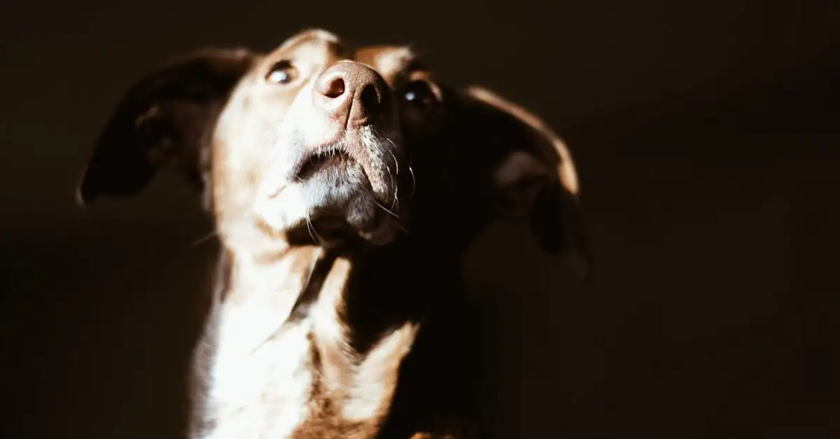 ¿Por qué los perros interpretan tan bien el lenguaje corporal?