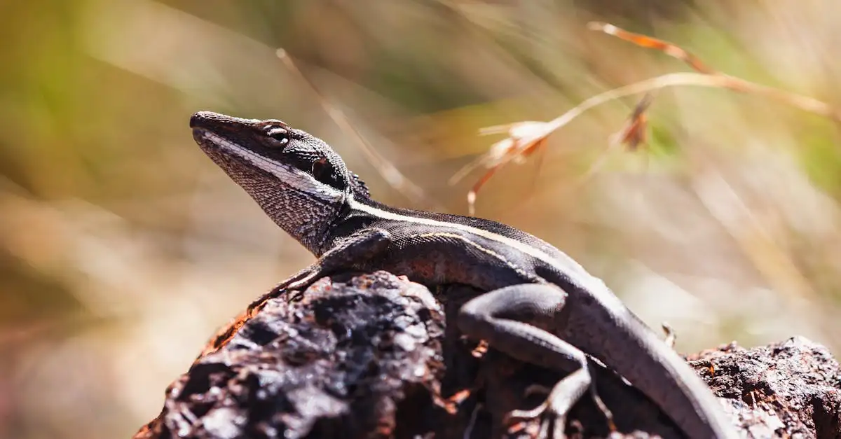 ¿Qué animales aparecen en las monedas de Australia?
