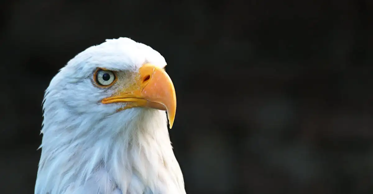 ¿Qué características hacen poderosa al águila harpía?